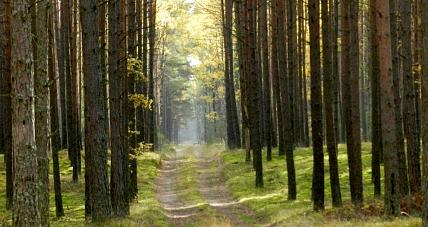 Weź Pieniądze I Posadź La...