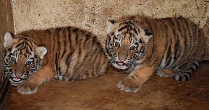 Nowi Mieszkańcy Płockiego Z...