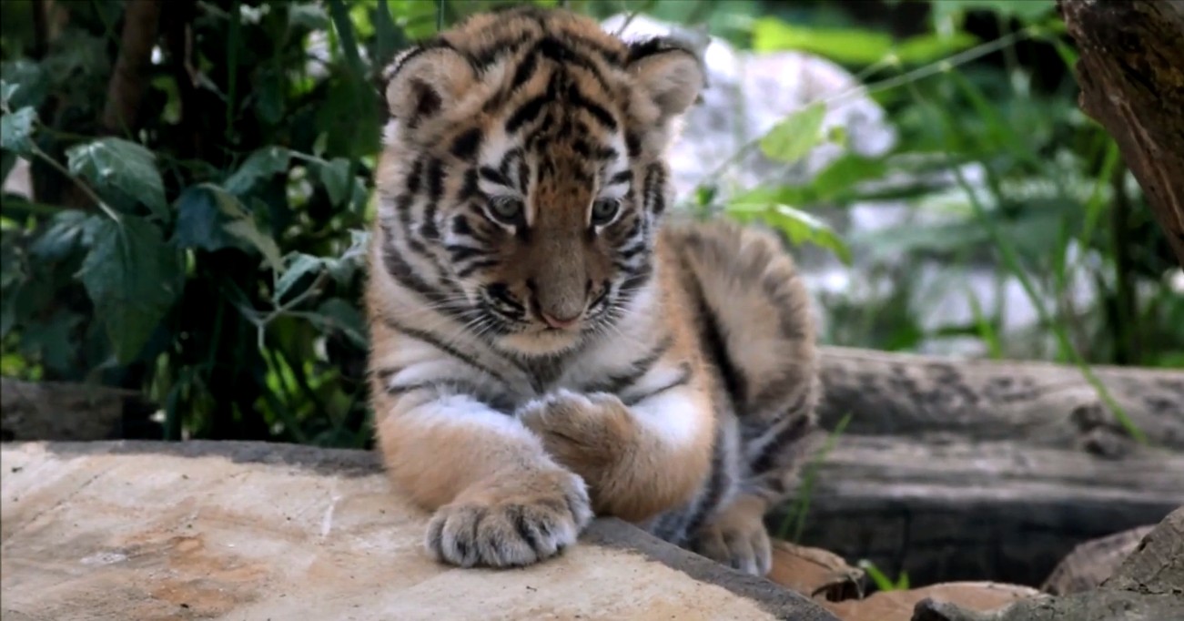 Tygrysie harce w płockim ZOO [VIDEO]