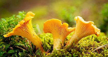 Ile Kalorii Jest W Kurkach?...