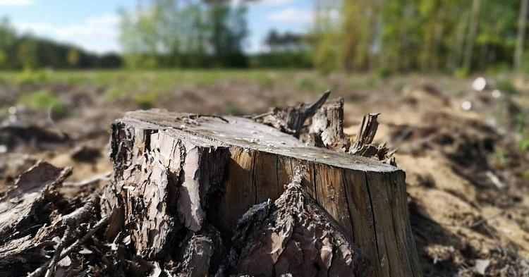 Ile hektarów lasów wycięto w latach 2015 - 2020 na terenie Nadleśnictwa Gostynin? Mamy odpowiedź