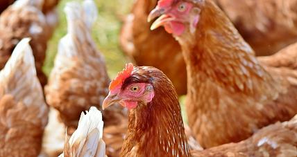 Odwołanie Ptasiej Grypy