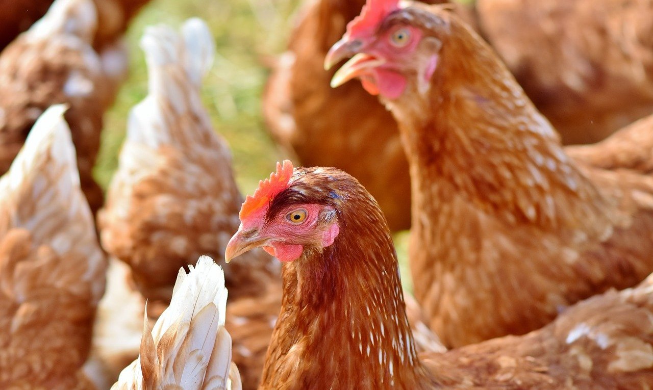 Odwołanie ptasiej grypy