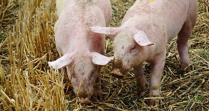 Wojewoda Mazowiecki Wydał ...