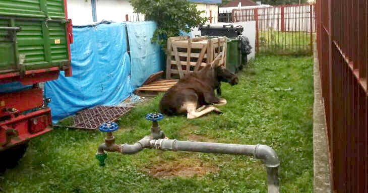 Łoś spacerował ulicami Płocka [ZDJĘCIA]