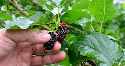  Ile Kalorii Ma Morwa W Porównaniu ...