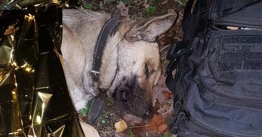 Konał w przydrożnym rowie. Owczarkowi, który uległ wypadkowi pomogli policjanci [ZDJĘCIA]
