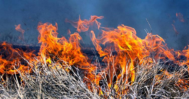 Wypalanie traw jest nielegalne. Reaguj- uratuj środowisko i zwierzęta