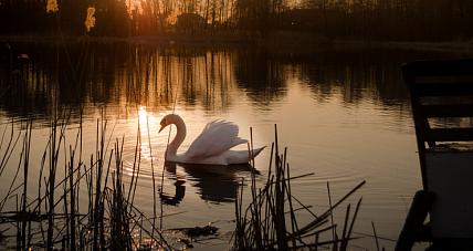 Do Gostynina Zawitała Wiosna ...