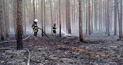 Pożar Poszycia Leśnego W B...