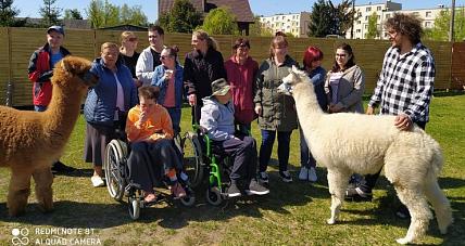 Bliskie Spotkanie Z Alpakami...