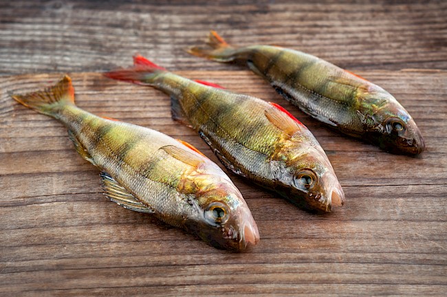 Porównujemy wartości odżywacze okonia  z innymi rybami 