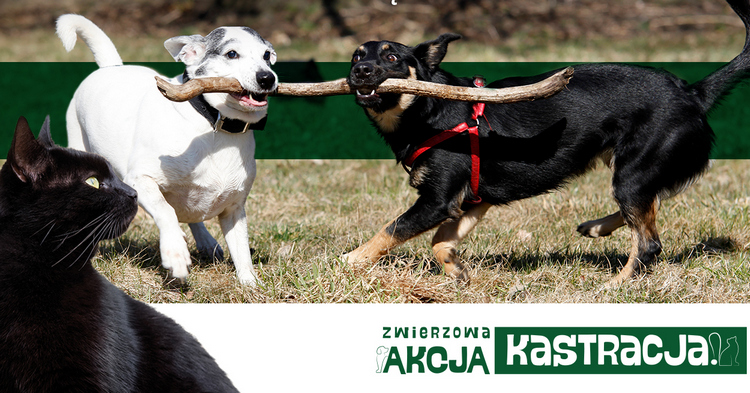Jak rozwiązać problem bezdomności zwierząt w Polsce? Istnieje tylko jedno skuteczne rozwiązanie