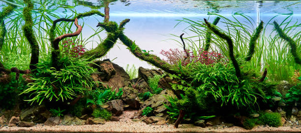 Aquascaping, Czyli Sztuka...