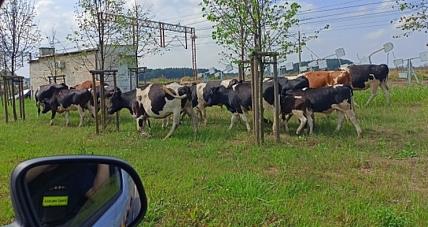 Krowy Uciekinierki Chodziły ...