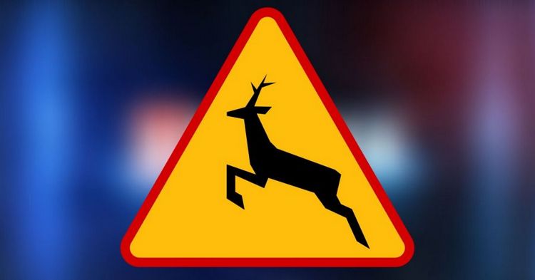 Uwaga! Dzikie zwierzęta