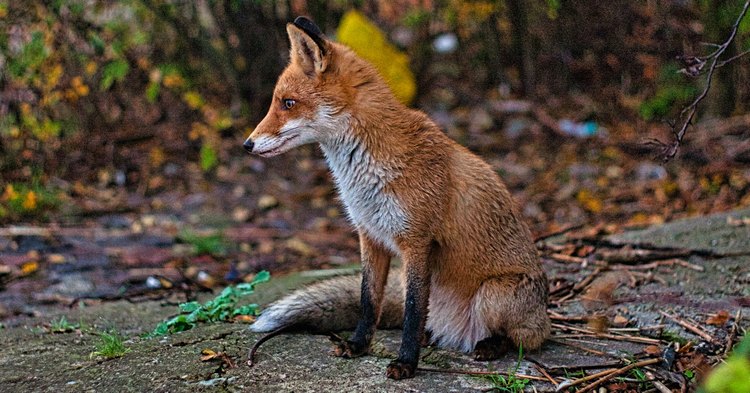 Lisi problem w Gostyninie. Apel czytelniczki