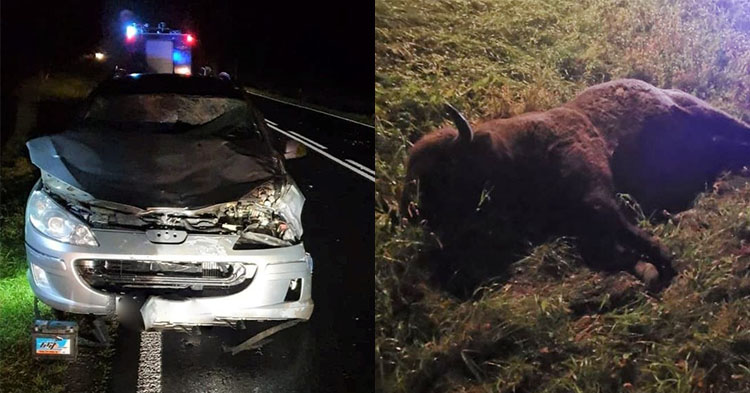 Przed koła peugeota wyskoczył żubr. Kierująca może mówić o dużym szczęściu [ZDJĘCIA]