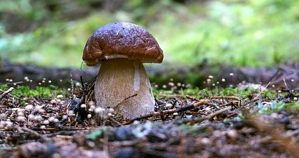 Przepis Na Bezpieczne Grzybobranie