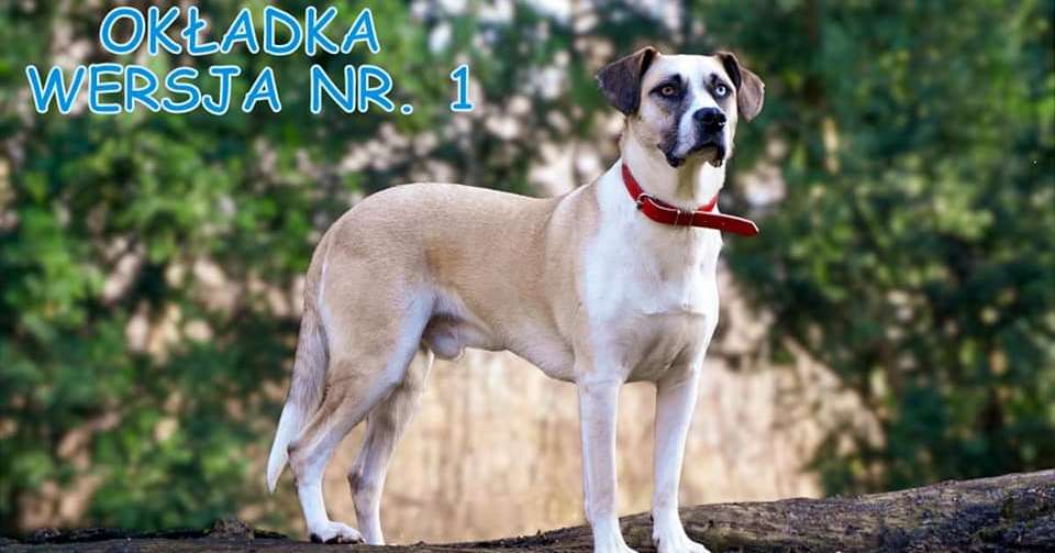 Gratka dla miłośników zwierząt. Kalendarze Animal Ghost na 2023 rok [ZDJĘCIA]