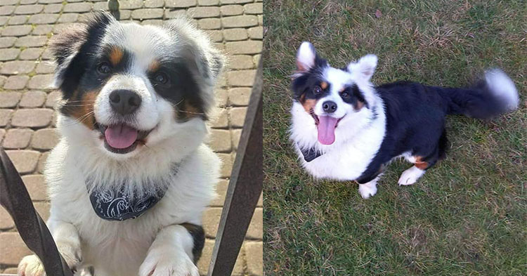 Zaginął pies Tako [ZDJĘCIA]