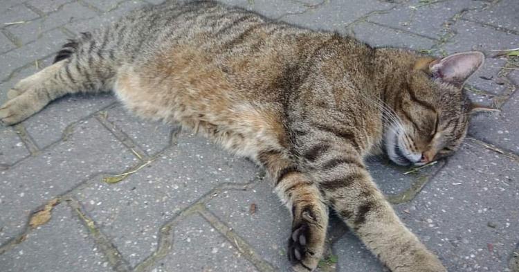 Nie żyje Maurycy, uwielbiany kot z ulicy Polnej