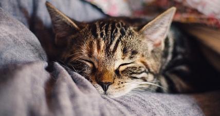 Tajemnicza Choroba Atakuje...