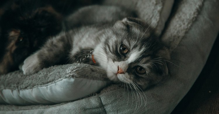 Ptasia grypa zabija koty - dziś w programie TVN "Uwaga!"