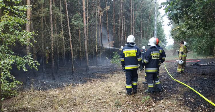 Pożar lasu w Holendrach Dobrowskich [ZDJĘCIA]