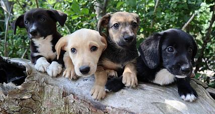 Szczeniaczki Szukają Nowych ...