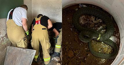 Wąż Wpełzł Do Budynku W G...