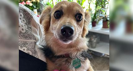 Kto Zgubił Miro? Poszukiwany ...