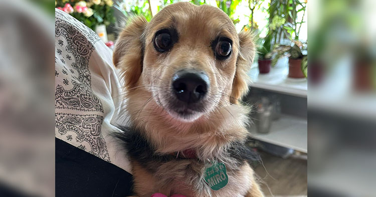 Kto zgubił Miro? Poszukiwany właściciel psa