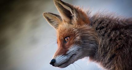 Akcja Szczepienia Lisów Wolno ...