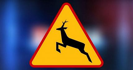 Uwaga Na Dzikie Zwierzęta. ...