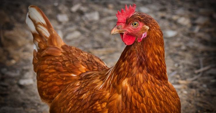 Rozporządzenie w sprawie zwalczania grypy ptaków (HPAI) na terenie województwa mazowieckiego