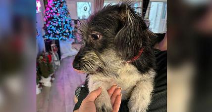 Przy Sp1 Znaleziono Suczkę