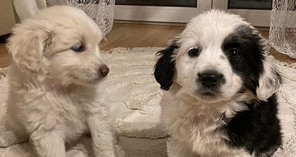 Pilne! Dwa Rozkoszne Szczeniaki...