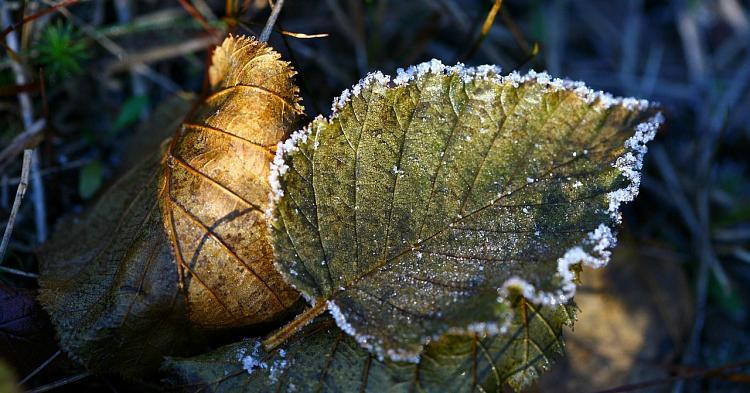 Przymrozki zamiast wiosennych kwiatów: Synoptycy przewidują chłodne dni