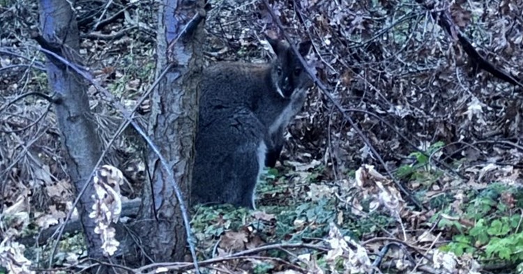 Niecodzienna interwencja policjantów z kangurem w roli głównej [VIDEO]