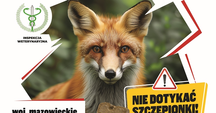 Wiosenna akcja szczepienia lisów na terenie województwa mazowieckiego