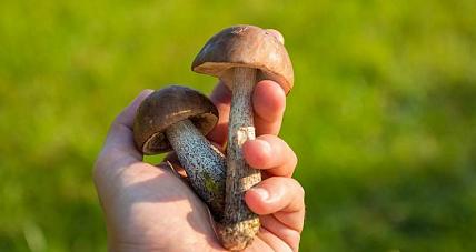 Bezpieczne Grzybobranie