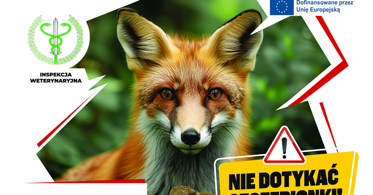 Jesienne szczepienie lisów na terenie województwa mazowieckiego