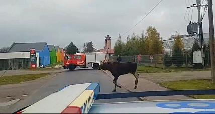 łoś Turysta I Nietypowa I...