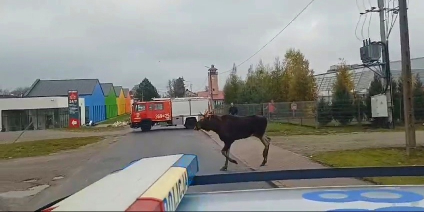 Łoś turysta i nietypowa interwencja policjantów