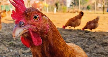 Rzekomy Pomór Drobiu Coraz ...