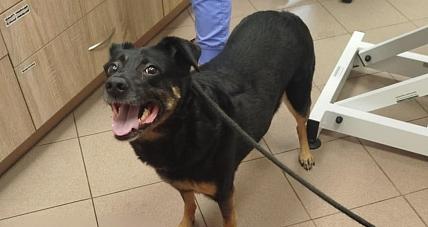 Dzielnicowi Uratowali Psa...