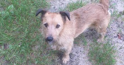 Zaginął Piesek Major, Prośba O ...