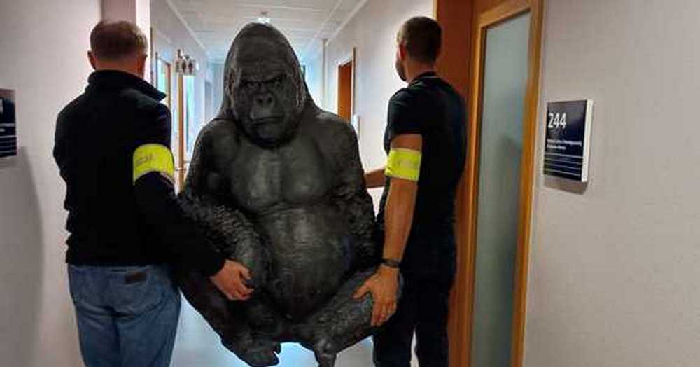 Policjanci odzyskali „uprowadzonego” goryla