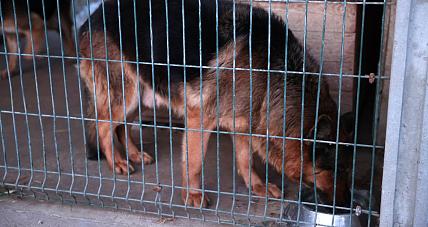 W Trosce O Czworonożnych ...